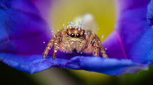 You meet one at almost every game. The Spectacular World Of Macro Photography Nature Infocus