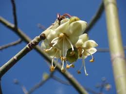 Image result for Ceiba pentandra