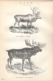 Antique Print Deer Chart 1 1890 Wall Art Vintage B W Engraving Illustration Animals