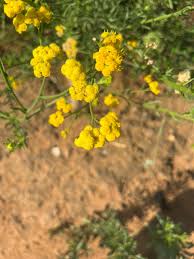 Image result for Nidorella resedifolia