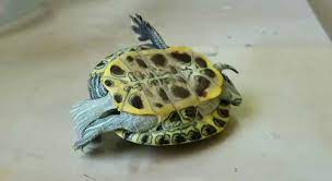Can Upside Down Turtles Turn Over With Pictures And Video Turtleowner Com