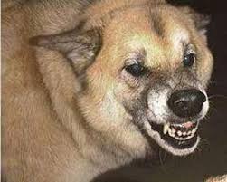 Ce au mâncat 9 celebrităţi cu puţin timp înainte să moară. O Intrebare Despre Cainii Comunitari