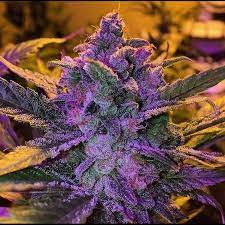 Последние твиты от purple (@purple). Purple Haze Strain Seeds66