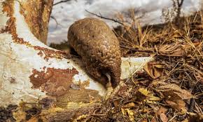 Internal injuries may also be significant. New Research Reveals Scale Of Pangolin Slaughter In Africa Ecojust Environmental Lawyer Working For Ecological Justice