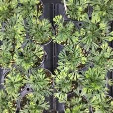 Image result for Actiniopteris semiflabellata