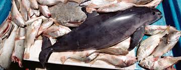 They often eat fish and squid. The Plight Of The Vaquita Saving Earth Encyclopedia Britannica