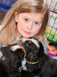 Kaibab Bernese Mountain Dogs