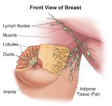 Twitter user @lemonadead shared a realistic illustration of the female muscle system in the torso. Anatomy Of The Breasts