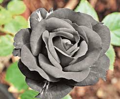 People are using black plants to create natural borders around their flower beds and sprinkle in stunning contrast. What Keeps Kolkata S Fresh Flower Business Blooming In All Seasons Kolkata News Times Of India