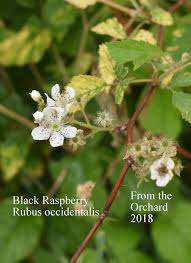 Check spelling or type a new query. Black Raspberry In Bloom From Sheffield S Seed Orchard 2018 Tree Seeds Growing Raspberries Growing Fruit Trees
