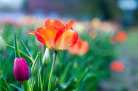 Garden Tulip Flowers Blur 4k Wallpaper Purple Garden Flowers Instagram Flowers Nature