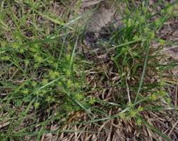 Image result for Cyperus karisimbiensis