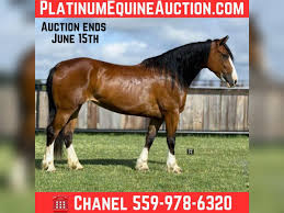 Image result for tbn:tVj6rqcH-AQR9M::www.pregonagropecuario.com.ar/images/caballo_overo.jpg