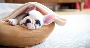 French bulldogs have erect bat ears and a charming, playful disposition. 5 Things You Need To Know Before Bringing Home A French Bulldog