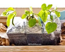 Distinctive odor the presence bodes leaves on this one. How To Grow Kaduk Wild Betel In Container Roti N Rice