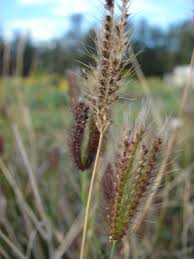 Image result for Chloris mossambicensis
