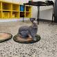 Mammals Vs Reptiles