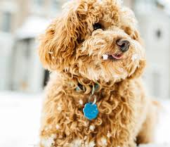 Our mothers are f1 or f1b miniature goldendoodles and our fathers are miniature poodles. Mini Goldendoodle Puppies In Ontario 0 Reviews Gmad