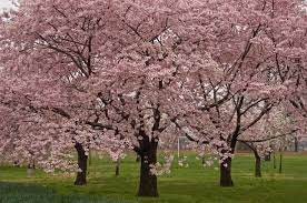 Dec 09, 2018 · okame flowering cherry tree problems with brown tips on leaves. Facts About The Okame Cherry Tree