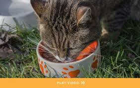 By high research team dr. Cat Food Revealed Cat Nutrition Cat Diet Nutritional Therapy