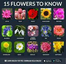 Flower Name English Vocabulary Learn English English Vocabulary Words