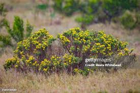 Image result for Aptosimum