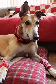 The breed is noted for being very gentle and greyhound pets of america was founded in 1987 to find homes for racing greyhounds when their racing careers were finished. Greyhounds As Pets Jacksonville Facebook