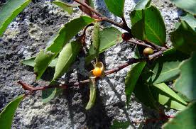 Image result for Catha edulis