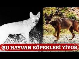 Kopekleri Yiyen Hayvan Foto Kapana Yakalandi Youtube