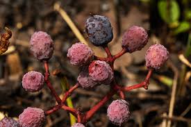 Image result for Cissus cornifolia