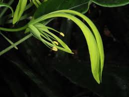 Image result for Cladostemon kirkii