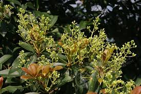 Image result for Ixora longipedunculata
