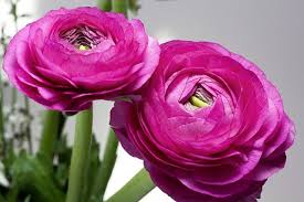 Place the bulbs in the soil with the tips sticking out covering the rest of the. How To Grow And Care For Ranunculus Bulbs Happy Diy Home