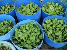 Hindibanin Faydalari Nelerdir Bitki Beslenme Alternatif Saglik