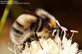 Image result for Bombus lucorum