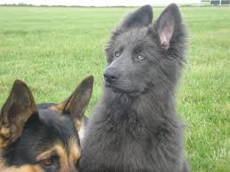 Black And Grey German Shepherd Puppy Ever Hear Of A Blue German Shepherd Black Cross Puppies Dogs Blue German Shepherd Cute Dogs German Shepherd Dogs