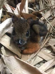 Deer mouse tracks, scat, and signs. Rare Mouse Deer Born At Zoo Weighing Just 13 Ounces