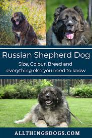 Russian Bear Dog Size Color Everything Else You Need To Know Bear Dog Russian Bear Dog Dogs Really weird perspective, i think. pinterest