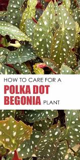 Begonia Maculata How To Care For A Polkadot Plant Begonia Maculata Begonia Plants