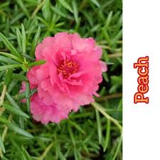 Sebenarnya ada cara untuk memulihkan semula pokok bunga ros jepun yang kering ini. Keratan Pokok Bunga Ros Rose Jepun Rj 4 Jenis Warna Cantik Menarik Keratan Bunga Ros Jepun Pukul Sepuluh Pokok L Shopee Malaysia