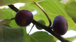Inspect the tree bark for a deep, diamond pattern. Fig Tree Dark Fruits Black Mission Figs Video By C Fevziie Stock Footage 195096980
