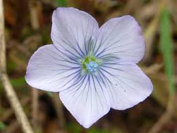 Image result for Linum