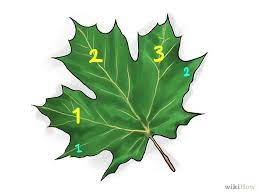 How To Identify Sugar Maple Trees Maple Tree Sugar Maple Tree Identification