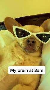 Pin By Kara Heath On Tiktoks Cute Memes Cute Funny Animals Funny Animal Memes