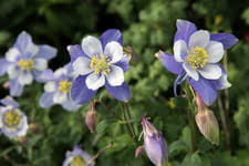 We did not find results for: Fleurs Liste De Plantes A Fleurs Pour Un Jardin Colore Toute L Annee