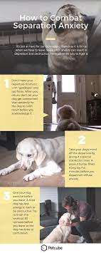 Dealing with dog separation anxiety. 10 Easy Steps To Treat Separation Anxiety In Dogs