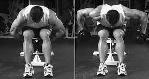 I have a few questions though. Seated Bent Arm Bent Over Dumbbell Row Bodybuilding Wizard