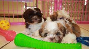 There is a rehoming fee on each. Puppies For Sale Local Breeders Adorable Imperial Shih Tzu Puppies For Sale Near Atlanta Ga At Puppies For Sale Local Breeders