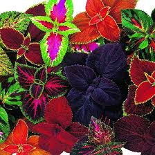 Image result for Coleus stuhlmannii