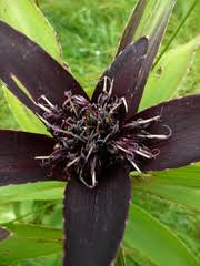 Image result for Aedesia